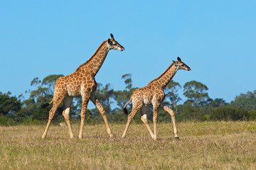 Two giraffe running on short dry grass