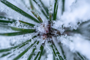 Icing pine needles macro shot