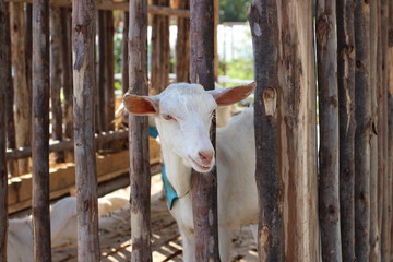 goat in the wood cage for earning milk concept of farm daily product