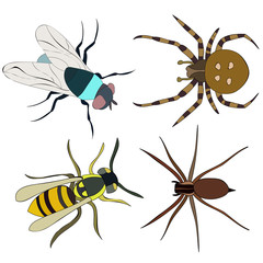 isolated, insects and spiders