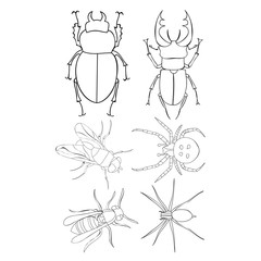 insects, beetles, set of sketches, coloring book