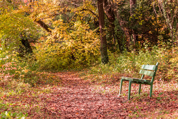 Empty bench in park in autumn landscape