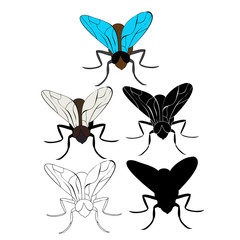 isolated, insect fly