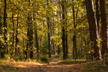 Beautiful trees with gold leaves, Kampinos National Park (Kampinoski Park Narodowy), Mazovia, Poland.