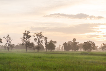 Beautiful agricultural field in the morning, Nakhon Ratchasima, Northeast of Thailand