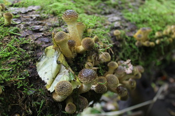 mushrooms in forest