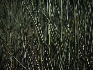 Natural green background. Plant texture.