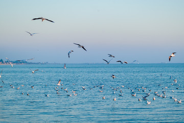 Scenic Sunset View with Silhouette Selective Focus on a Gull with blurry flock of gulls