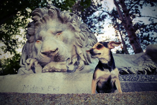 Kleiner Hund vor Skulptur eines Löwen