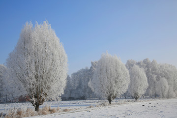 Landschaft mit Bäume im Rauhreif, Winter, Deutschland