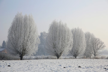 Landschaft mit Bäume im Rauhreif, Winter, Deutschland
