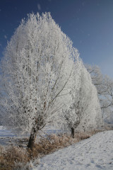 Landschaft mit Bäume im Rauhreif, Winter, Deutschland