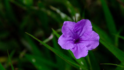Ruellia flower in garden