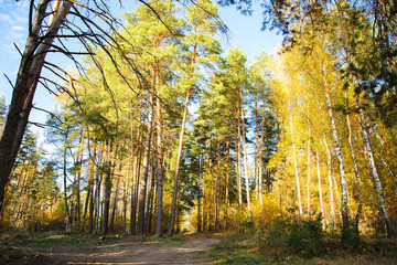 Beautiful autumn in forest. Road through the autumn mixed forest