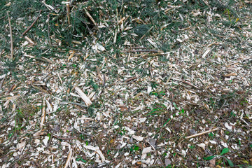 Mulch background. Sawdust with Christmas tree needles in forest.