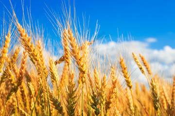 Fototapeta premium natural background with ripe ears and grains of wheat matured on a crop agricultural field on a Sunny summer day