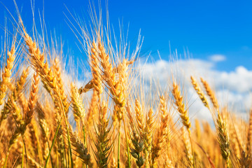  natural background with ripe ears and grains of wheat matured on a crop agricultural field on a Sunny summer day