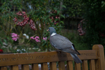 Lochnagar mine crater somme