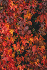 Autumn Leaves Background 