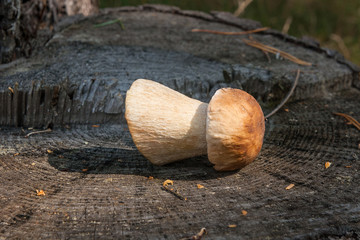 Single porcini mushroom (Boletus edulis, porcino or king bolete) on natural wooden background..