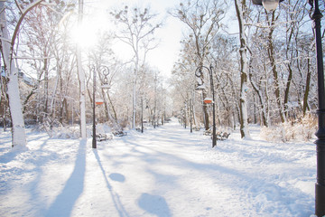 Snow-covered trees and benches in the city park. Sunset