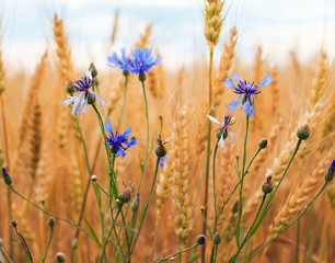 Obraz premium beautiful nature background with blue cornflowers wild flowers growing on a field with ripe Golden ears of corn, and the grains of wheat on a Sunny day