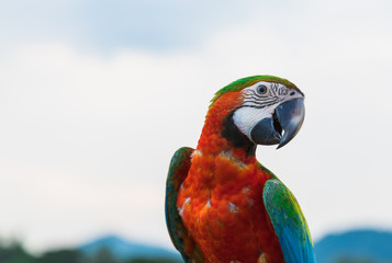 image of closup Macore bird shot with Blur scenic view of rice field and blue sky