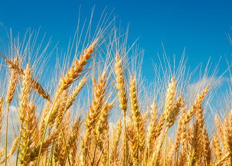 natural background with ripe Golden ears and wheat grains matured on a yielding agricultural field...
