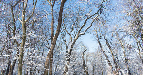 Trees with snow in winter park