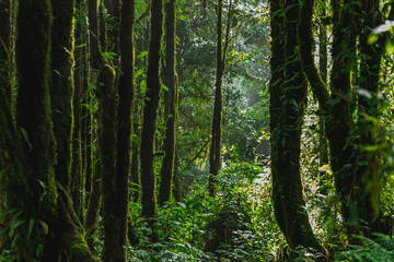 Naklejka premium Scenic view of forest in Doi Intanon; Highest Mountain in north Thailand