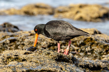 African black oystercatcher busy eating a mussel on the rocks
