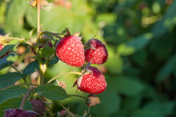 Close up of the ripe and unripe raspberry in the fruit garden. Growing natural bush of raspberry. Branch of raspberry in sunlight.