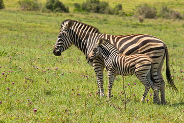 Fototapeta na wymiar Burchell zebra young standing next to its mom in humid temperature while chewing grass