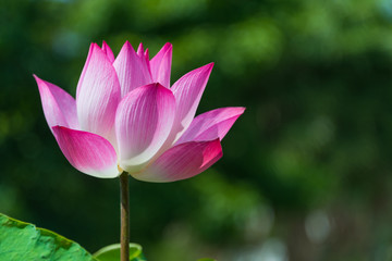 Beautiful pink lotus flower or science name Nelumbo is blooming with natural green background