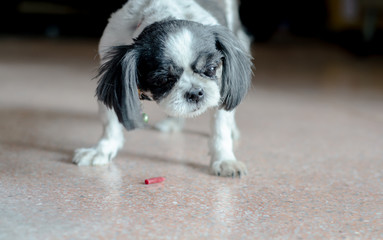 Close up Shishu dogs are standing in the house in the morning.Cute pets.Black and white dogs are standing..