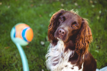 Gorgeous English Springer Spaniel playing with ball