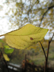 Landscape leaf nature plant