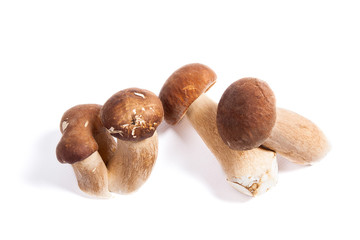 Several porcini mushrooms known as boletus edulis isolated on white background.