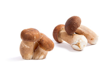 Several porcini mushrooms known as boletus edulis isolated on white background.