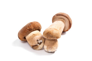 Several porcini mushrooms known as boletus edulis isolated on white background.