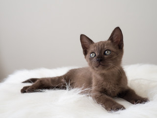 brown kitten cat cute and playful pet