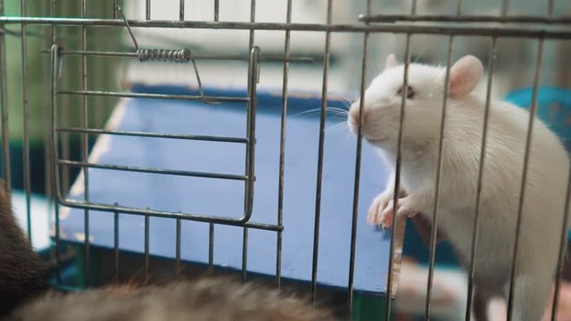 white mouse rat in pet lifestyle cage. slow motion video. rat mouse animal concept pets. Funny lifestyle white rat in a cage (selective focus on the rat eyes)
