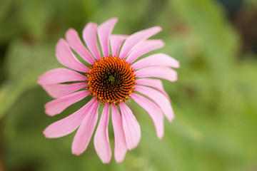 Fototapeta premium one fresh echinacea flower
