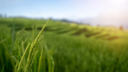 Terraced Rice Field with sunrise and blue sky in Chiangmai, Thailand.