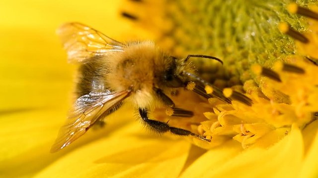 Bee foraging on a sunflower