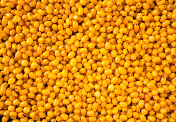 Sea-buckthorn background. Ripe and fragrant sea-buckthorn.