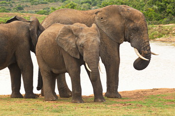 Fototapeta premium Elephant group standing at a waterhole