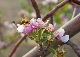 Bee Pollinating