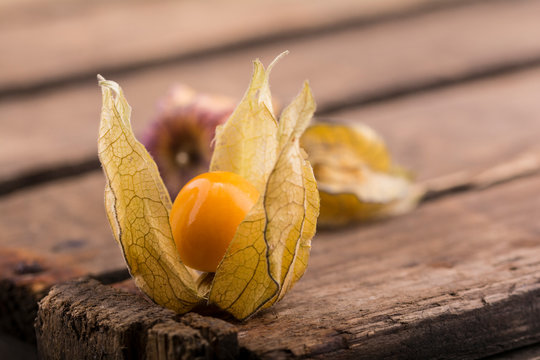 Physalis - Nahaufnahme