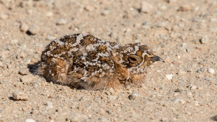 Sandgrouse chick on the ground